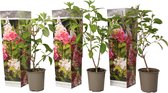 Plant in a Box - Hortensia Paniculata 'Pink Lady' - Pluimhortensia - Hydrangea - Wit/roze bloem - Set van 3 - Winterharde hortensia - Pot 9cm - Hoogte 25-40cm