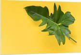 PVC Schuimplaat- Groen Blad tegen Okergele Achtergrond - 120x80 cm Foto op PVC Schuimplaat