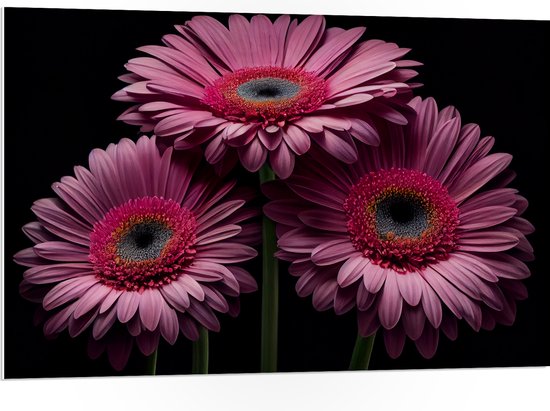 PVC Schuimplaat- Drie Roze Gerbera Bloemen op een Rij tegen Zwarte Achtergrond - 105x70 cm Foto op PVC Schuimplaat