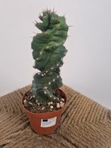 Cereus spiralis - Gedraaide Cactus - potmaat 10 cm - planthoogte 20 cm - Plants By Suus