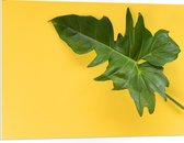 PVC Schuimplaat- Groen Blad tegen Okergele Achtergrond - 100x75 cm Foto op PVC Schuimplaat