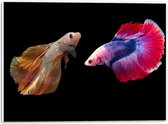 PVC Schuimplaat- Natuurlijke en Felkleurige Vissen Duo tegen Zwarte Achtergrond - 40x30 cm Foto op PVC Schuimplaat