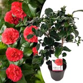 Plant in a Box - Camellia japonica Lady Campbell - Japanse roos - Camellia plant winterhard - Pot 15cm - Hoogte 50-60cm