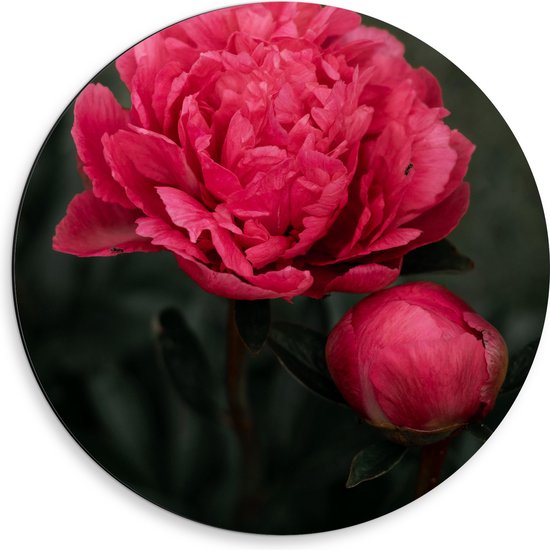 Dibond Muurcirkel - Bloemen - Roze - Bladeren - Knop - Natuur - 50x50 cm Foto op Aluminium Muurcirkel (met ophangsysteem)