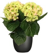 Hortensia kunstplant/kunstbloemen 36 cm - groen/roze - in pot zwart mat - Kunst kamerplant