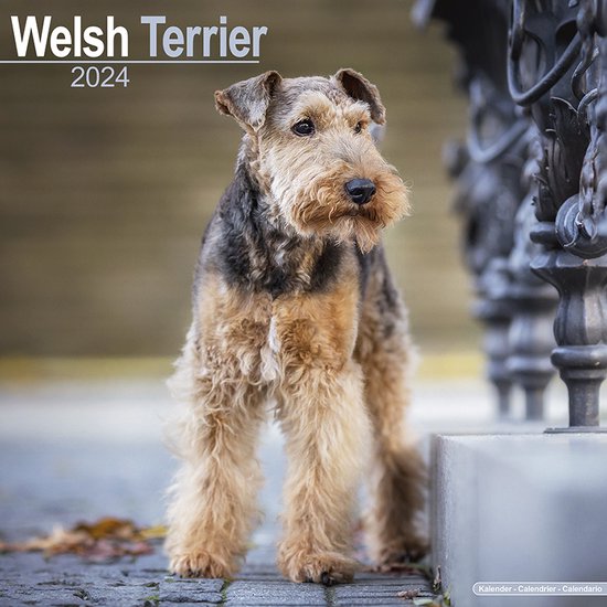 Welsh Terrier Kalender 2024 Bol   550x550 