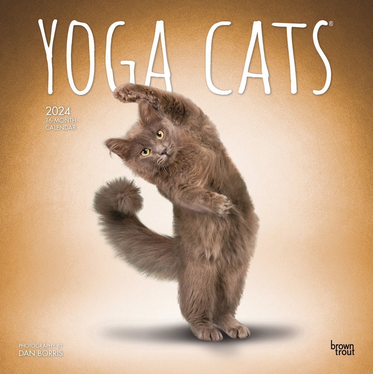 Yoga Cats Kalender 2024