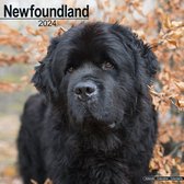 Newfoundlander Kalender 2024
