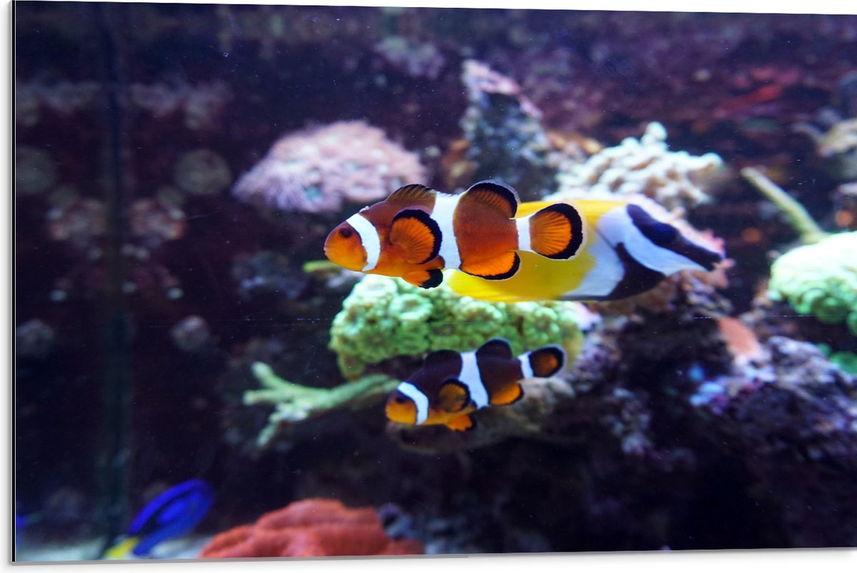 Dibond - Twee Anemoon Vissen Zwemmend door Aquarium - 75x50 cm Foto op Aluminium (Wanddecoratie van metaal)