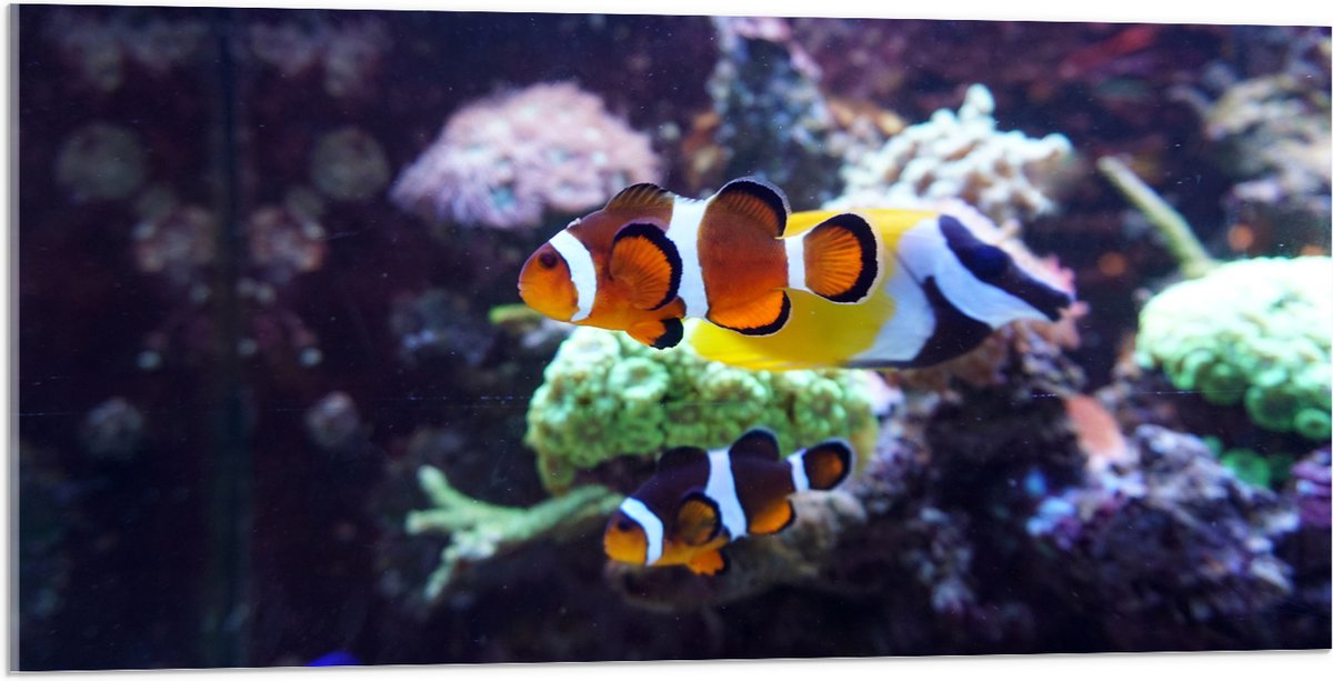 Acrylglas - Twee Anemoon Vissen Zwemmend door Aquarium - 100x50 cm Foto op Acrylglas (Wanddecoratie op Acrylaat)