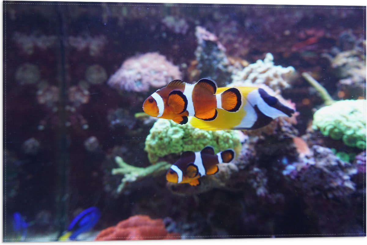 Vlag - Twee Anemoon Vissen Zwemmend door Aquarium - 60x40 cm Foto op Polyester Vlag