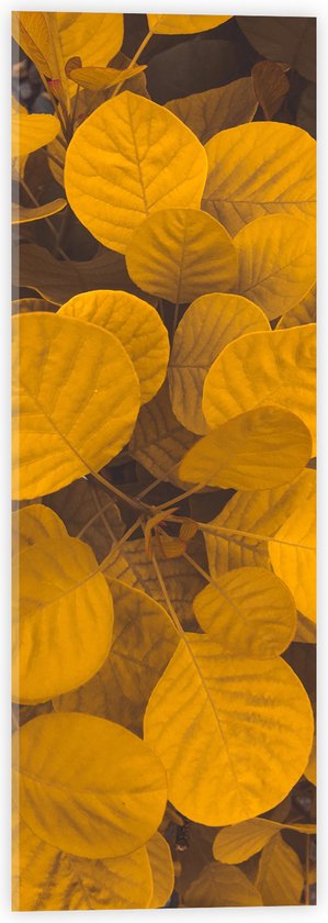Acrylglas - Planten - Bladeren - Geel - 20x60 cm Foto op Acrylglas (Wanddecoratie op Acrylaat)