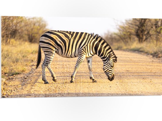 PVC Schuimplaat- Zijaanzicht van Overstekende Zebra - 100x50 cm Foto op PVC Schuimplaat