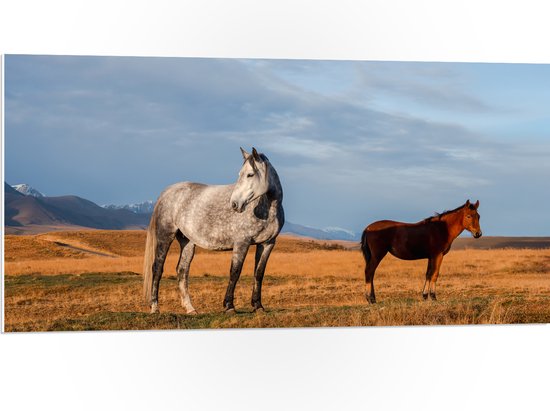 PVC Schuimplaat - Paarden in Weiland - 100x50 cm Foto op PVC Schuimplaat (Met Ophangsysteem)