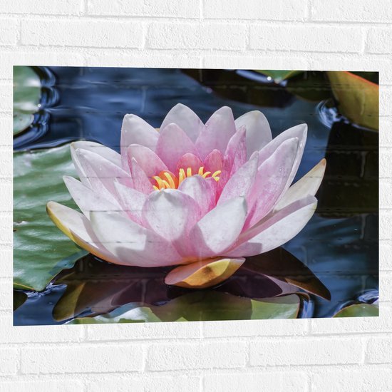 Muursticker - Bloem - Water - Waterlelie - Roze - 80x60 cm Foto op Muursticker