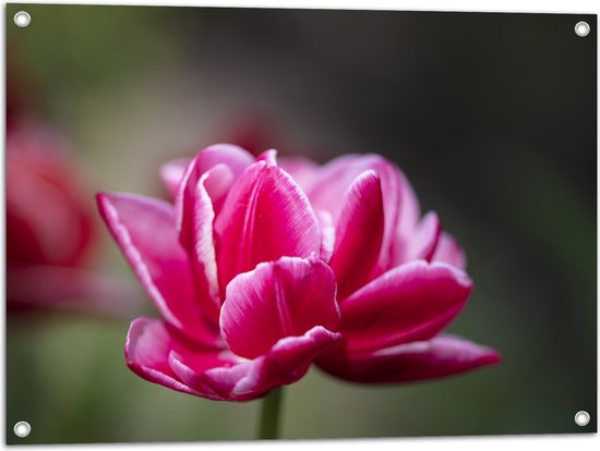 Tuinposter – Roze Tulp - 80x60 cm Foto op Tuinposter (wanddecoratie voor buiten en binnen)