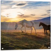 Tuinposter – Paarden in Weiland met Zonsopgang - 80x80 cm Foto op Tuinposter (wanddecoratie voor buiten en binnen)