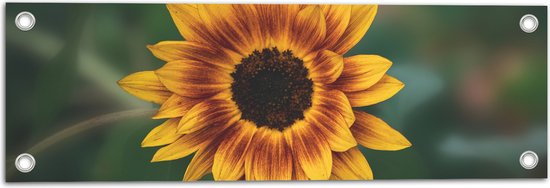 Tuinposter – Gele Zonnebloem - 60x20 cm Foto op Tuinposter (wanddecoratie voor buiten en binnen)