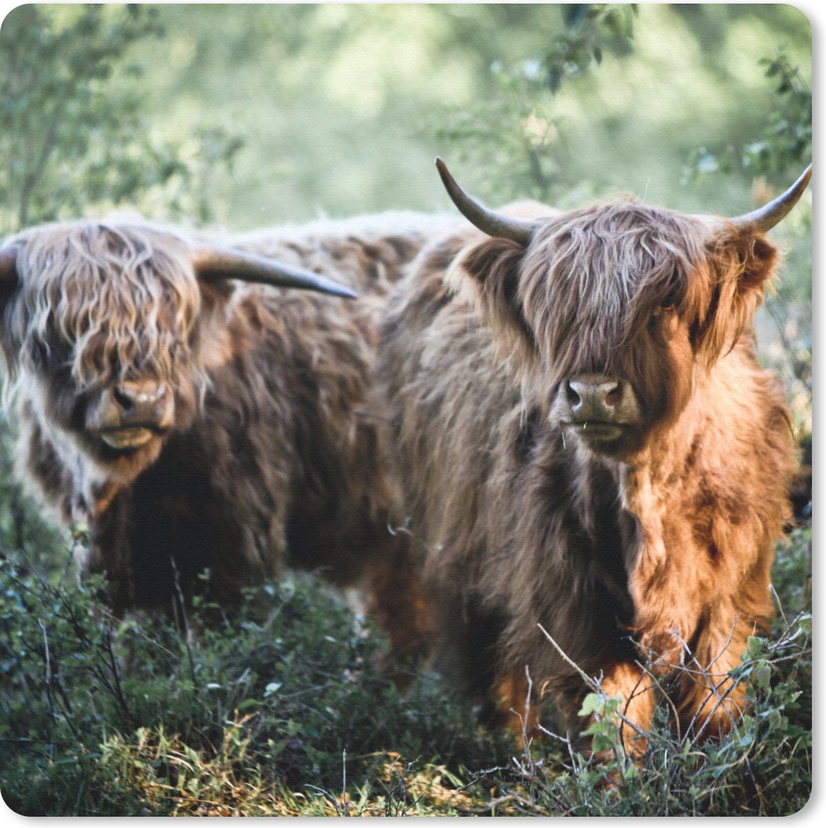 Muismat 30x30 cm - Mousepad Schotse Hooglanders - Bos - Dieren - Muismatten