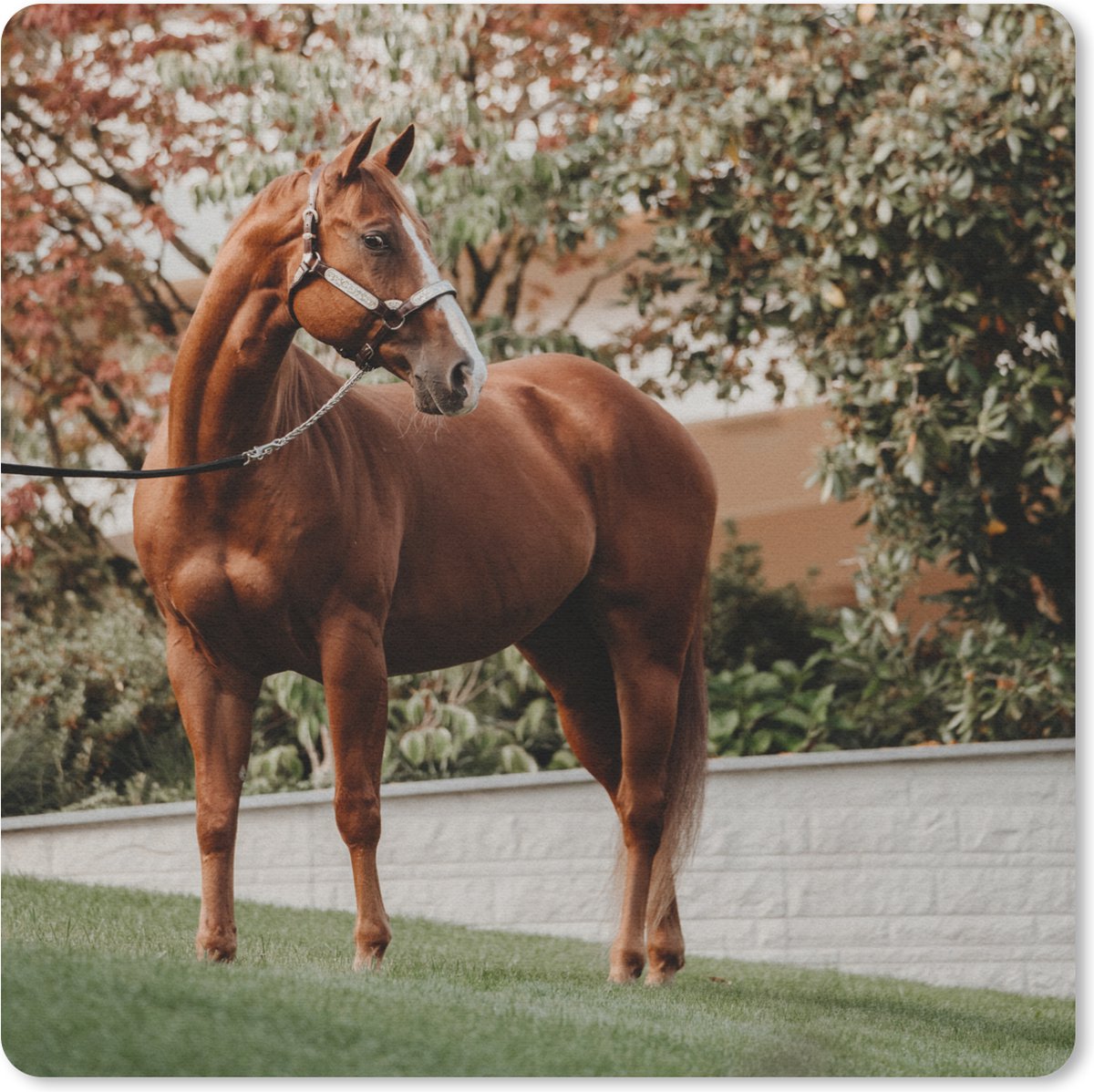 Muismat 20x20 cm - Mousepad Paard - Boom - Halster - Muismatten