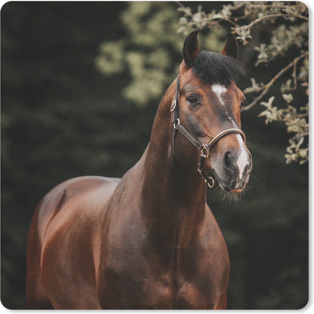 Muismat 20x20 cm - Mousepad Paard - Takken - Portret - Muismatten