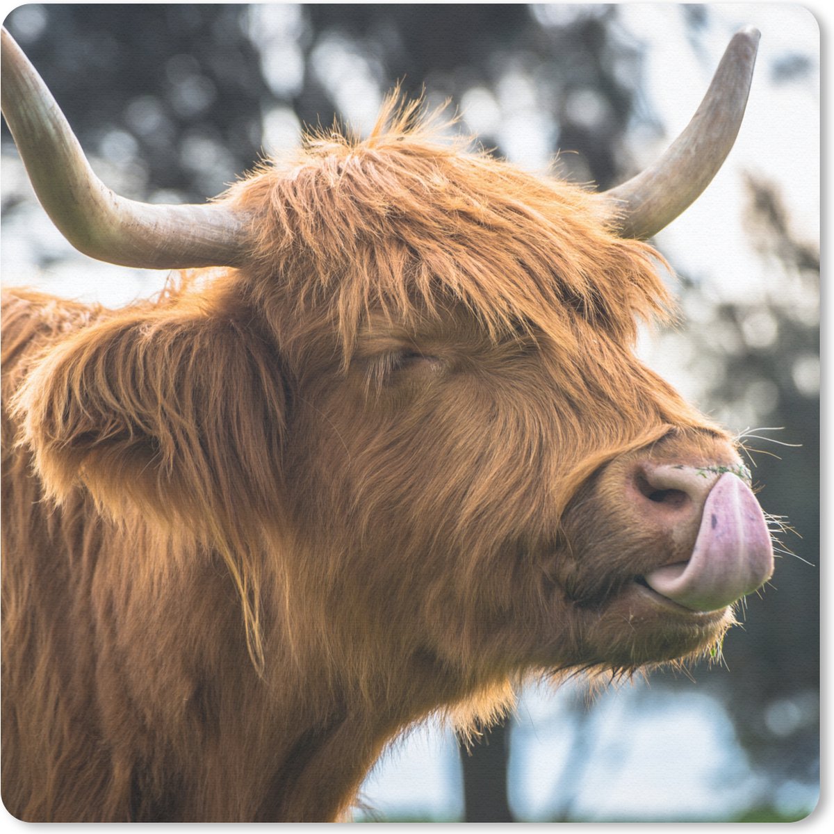 Muismat 20x20 cm - Mousepad Schotse hooglander - Koe - Lente - Dieren - Muismatten