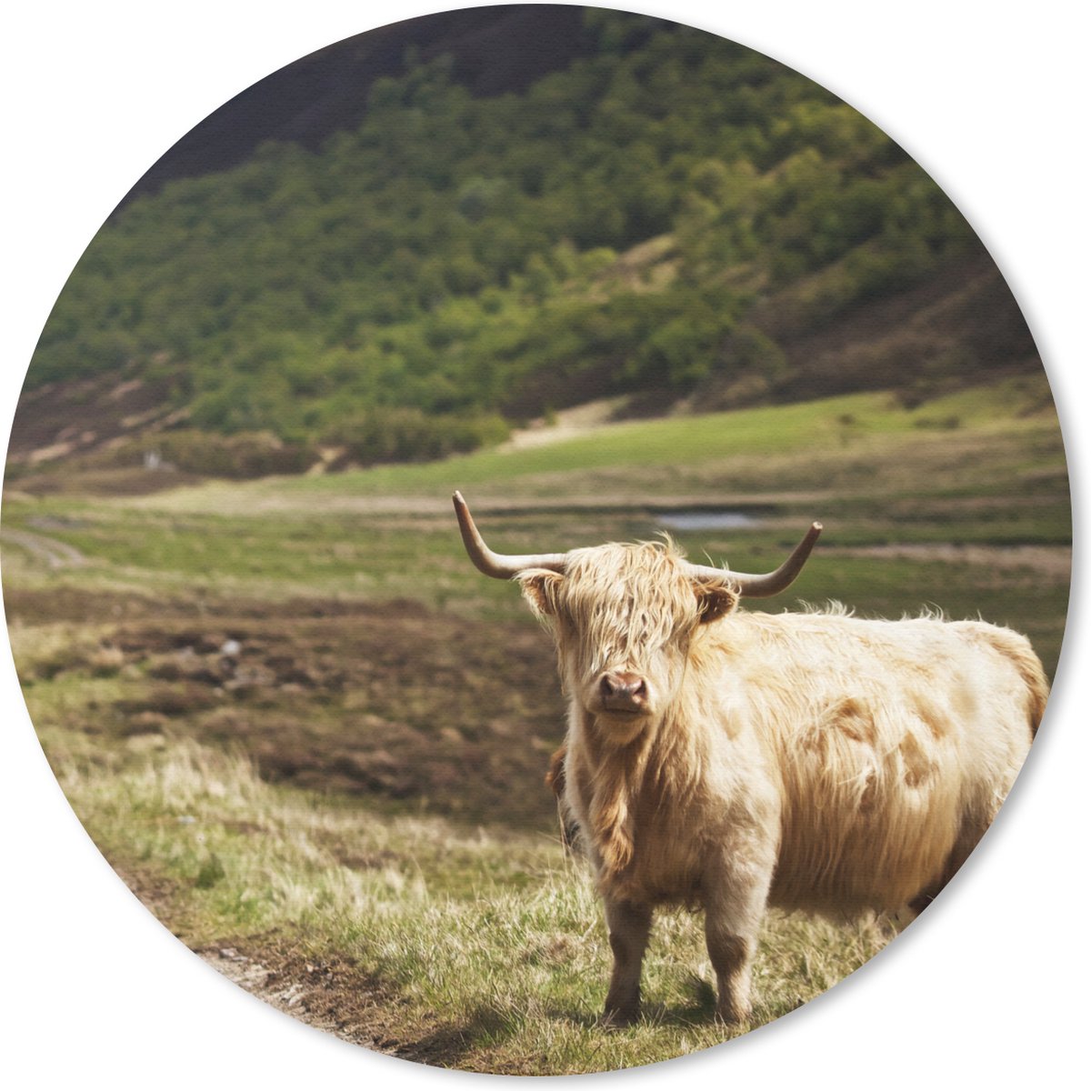 Muismat rond 40x40 cm - Mousepad Schotse Hooglander - Pad - Bos - Ronde muismatten