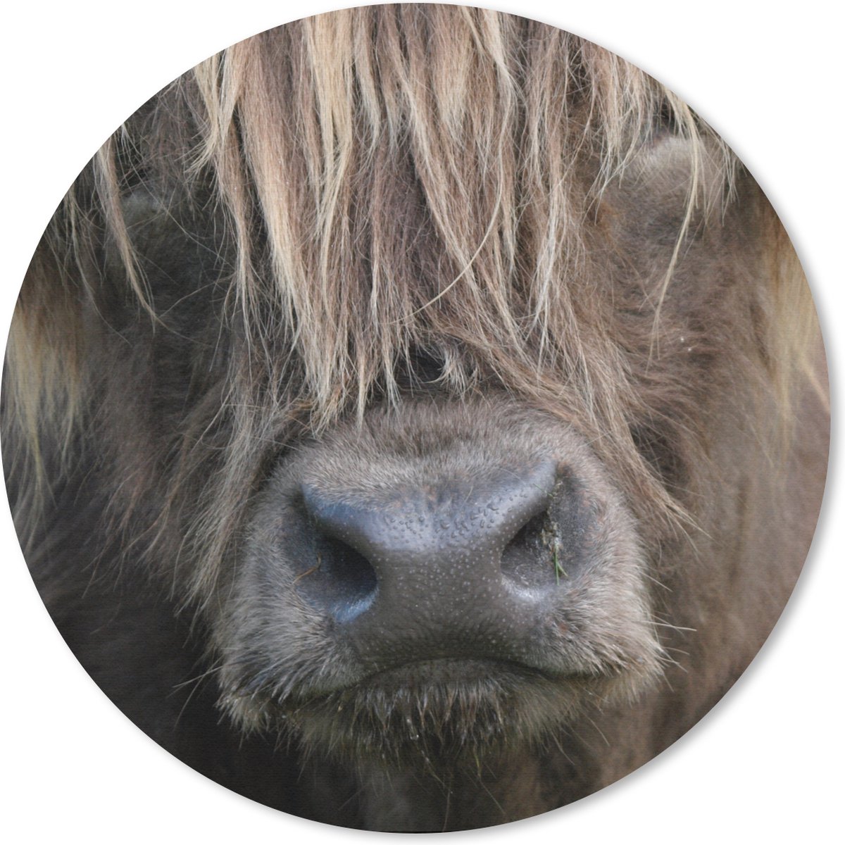 Muismat rond 30x30 cm - Mousepad Schotse Hooglander - Bruin - Neus - Ronde muismatten