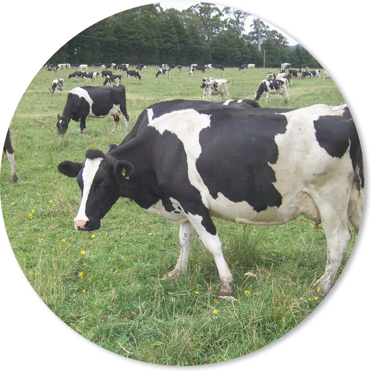 Muismat rond 40x40 cm - Mousepad Koeien - Bos - Bloemen - Ronde muismatten