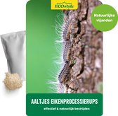 ECOstyle 5 mln Aaltjes F tegen Eikenprocessierups - Bestrijdingsmiddel Insecten - Natuurlijk & Biologisch - Tegen Rupsennesten in de Eikenboom - Werken 24 uur per Dag - 10 m2