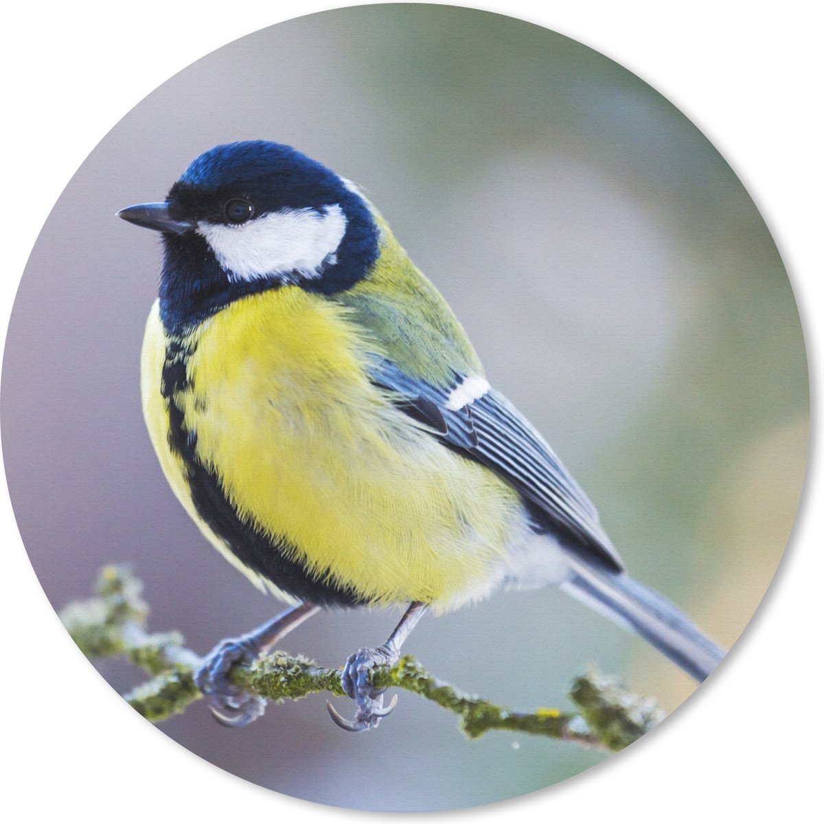 Muismat rond 50x50 cm - Mousepad Koolmees - Vogel - Tak - Ronde muismatten