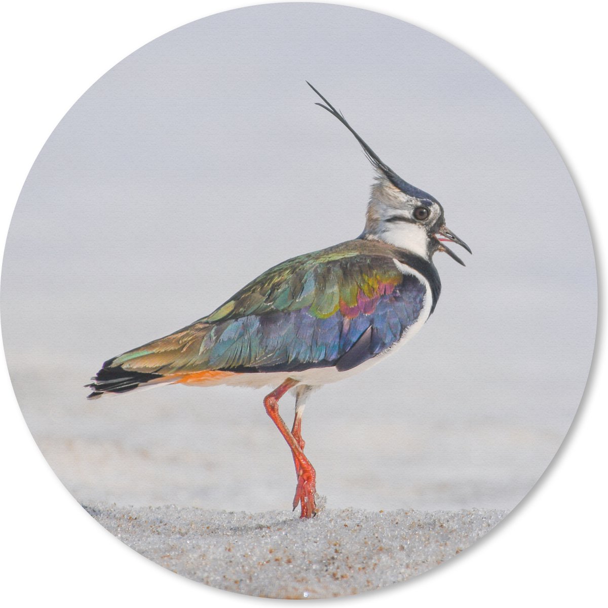 Muismat rond 30x30 cm - Mousepad Vogel - Dieren - Zand - Kievit - Ronde muismatten