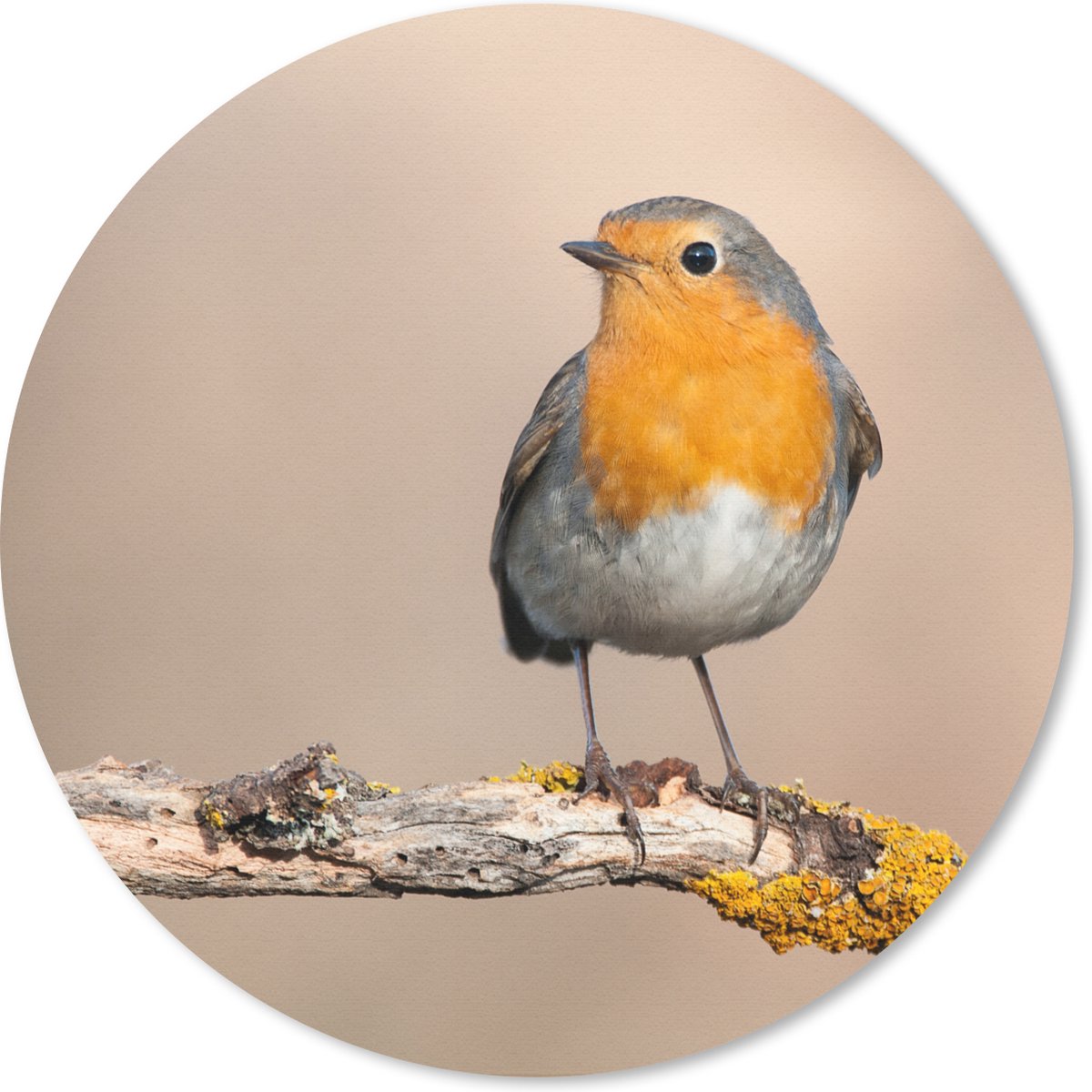 Muismat rond 40x40 cm - Mousepad Roodborstje - Vogel - Tak - Dieren - Ronde muismatten