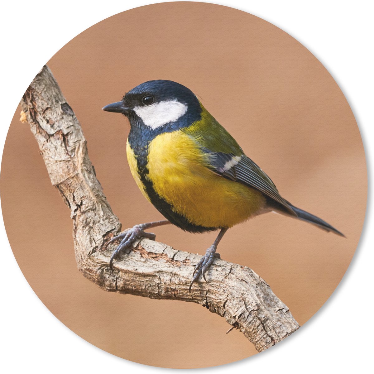 Muismat rond 20x20 cm - Mousepad Vogel - Koolmees - Takken - Ronde muismatten