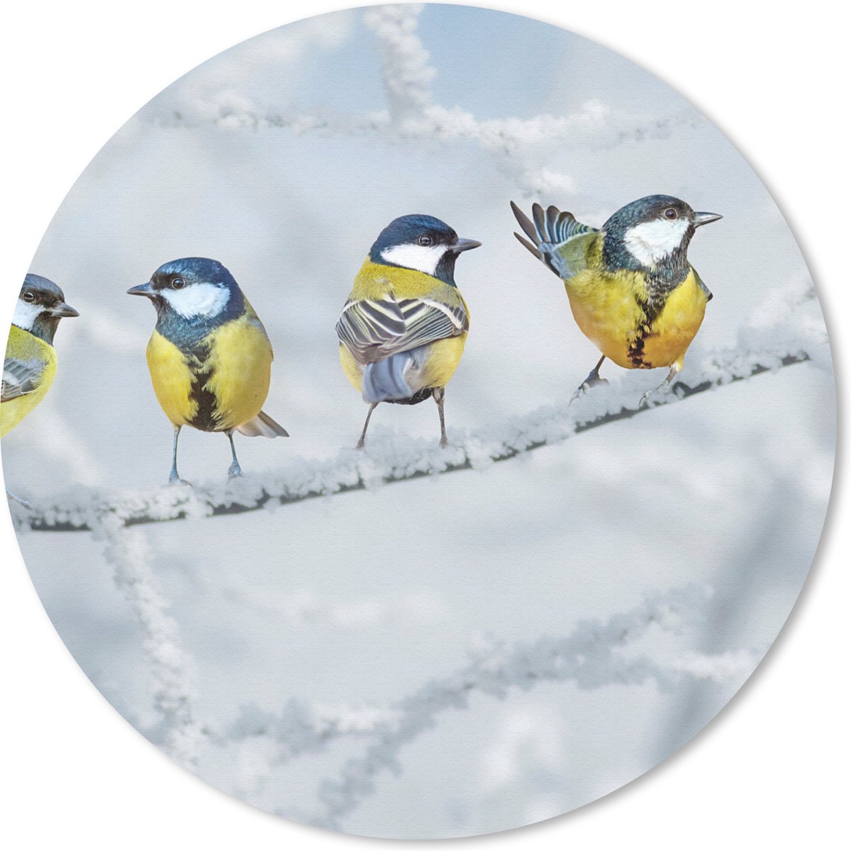 Muismat rond 50x50 cm - Mousepad Vogel - Koolmees - Winter - Sneeuw - Takken - Ronde muismatten