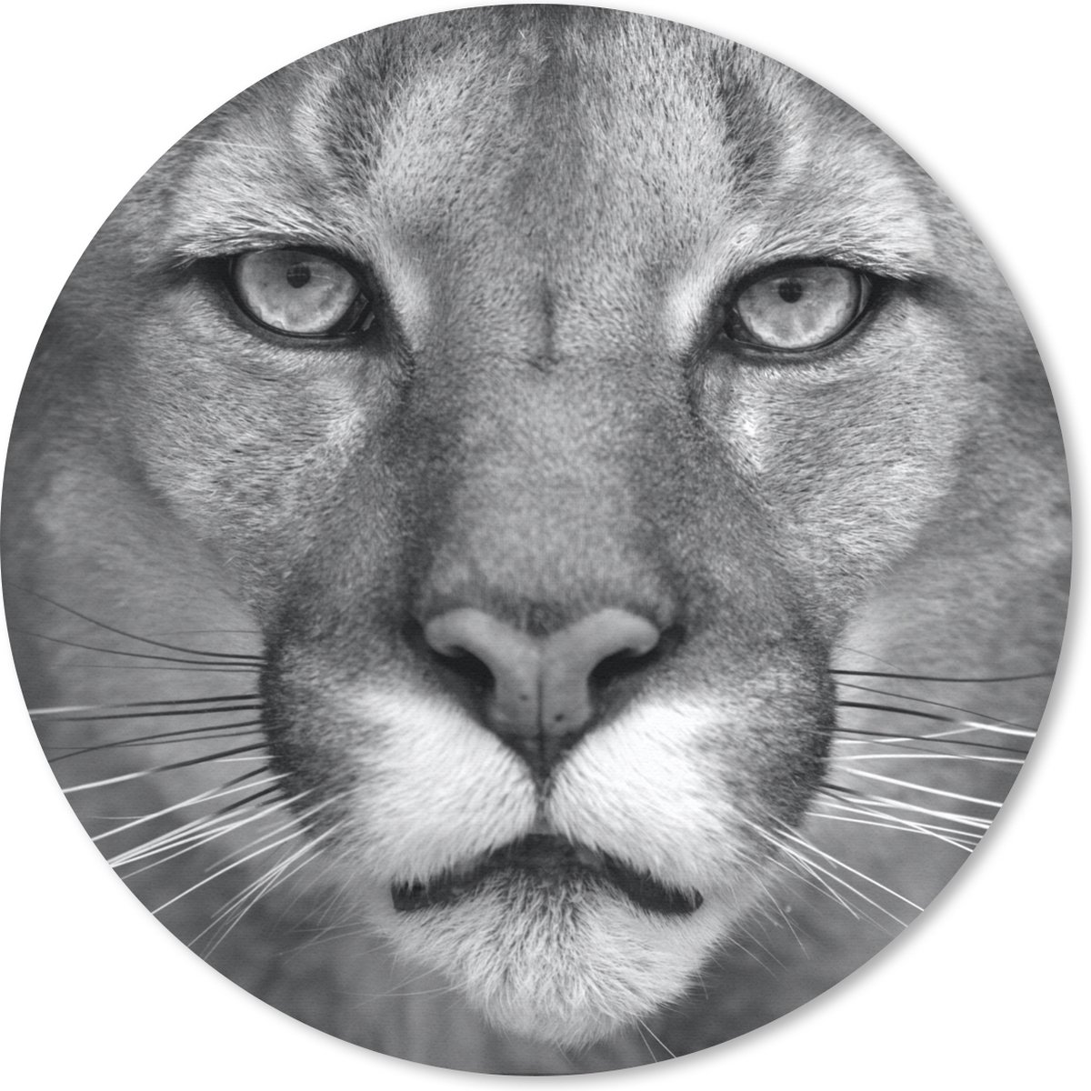 Muismat rond 50x50 cm - Mousepad Panter - Wilde dieren - Zwart - Wit - Ronde muismatten