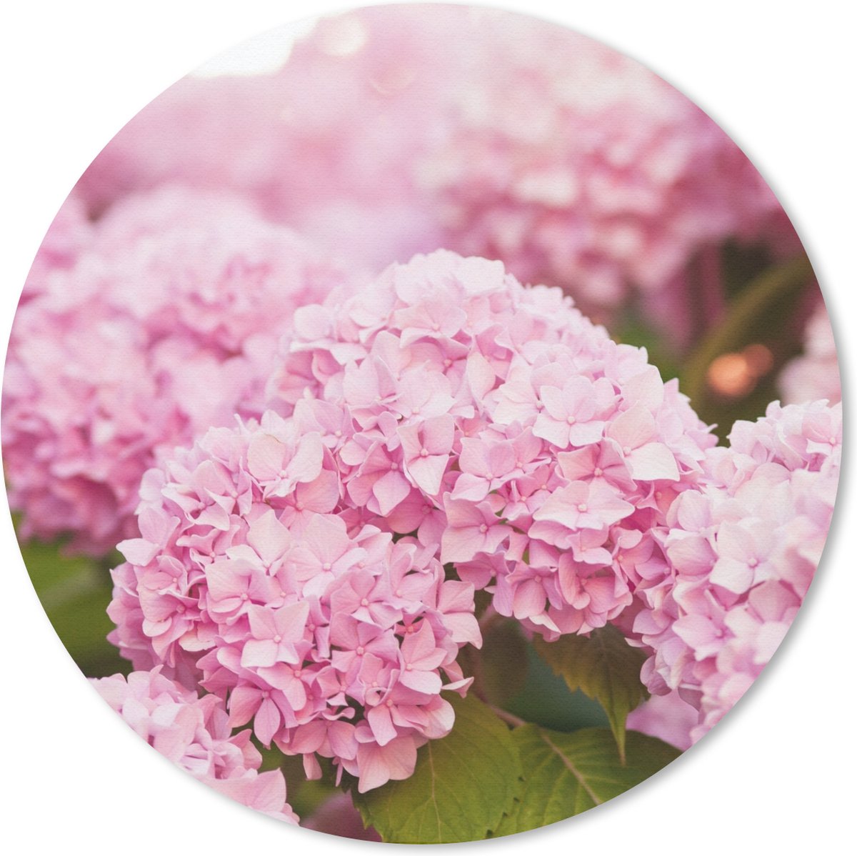 Muismat rond 40x40 cm - Mousepad Struik - Bloemen - Roze - Hortensia - Ronde muismatten