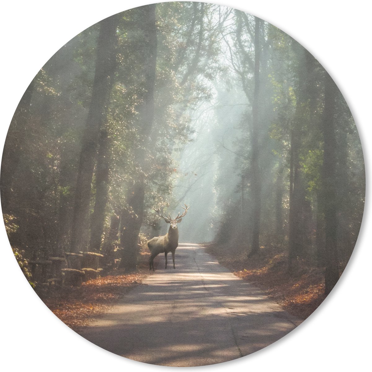 Muismat rond 50x50 cm - Mousepad Hert - Bos - Zonnestralen - Ronde muismatten