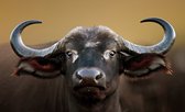 Fotobehang - Vlies Behang - Buffel - 416 x 290 cm