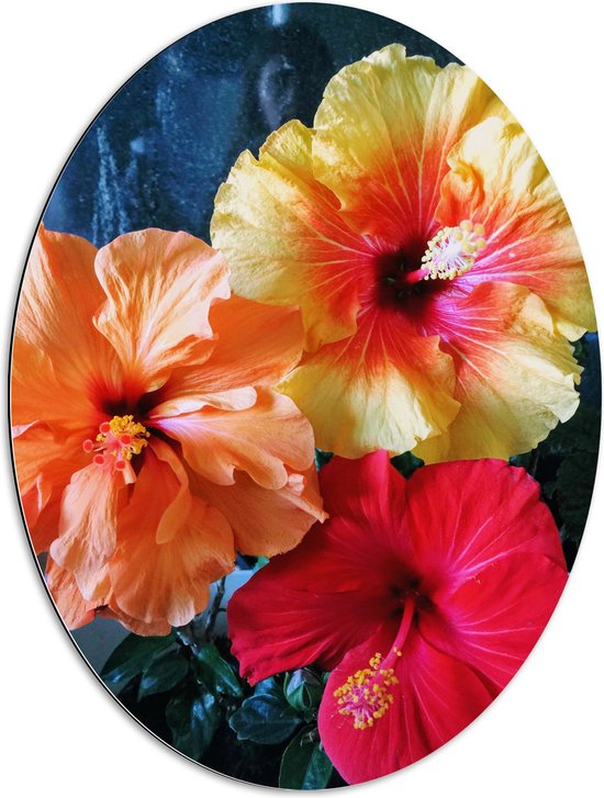 Dibond Ovaal - Bloemen - Natuur - Roze - Oranje - Geel - 60x80 cm Foto op Ovaal (Met Ophangsysteem)