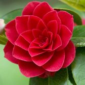 Camelia / Japanse roos - Camellia japonica 'Rood' 50-60 cm