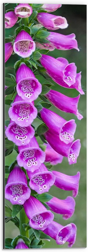 Dibond - Bloemen - Natuur - Paars - 20x60 cm Foto op Aluminium (Wanddecoratie van metaal)