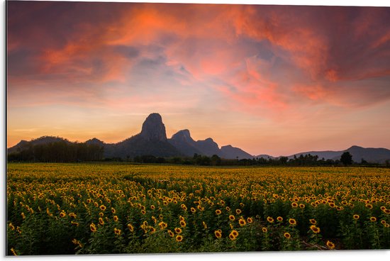 Dibond - Gele Zonnebloemen Velden bij Bergen - 75x50 cm Foto op Aluminium (Met Ophangsysteem)