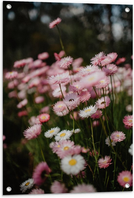 Tuinposter – Bloemen - Bomen - Bossen - Roze - 60x90 cm Foto op Tuinposter (wanddecoratie voor buiten en binnen)