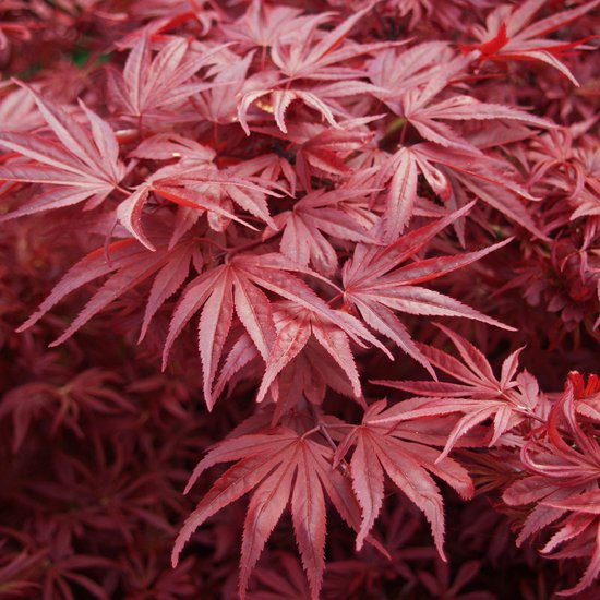Esdoorn du Japon - Acer palmatum 'Bloodgood' - 40-50 cm
