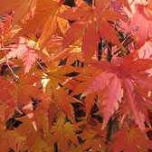 Japanse Esdoorn - Acer palmatum 'Orange Dream' 50-60 cm