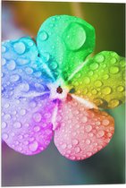 Vlag - Bloem - Druppels - Regenboog - Kleuren - 40x60 cm Foto op Polyester Vlag