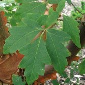 Papieresdoorn - Acer griseum - 60-80 cm