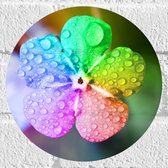 Muursticker Cirkel - Bloem - Druppels - Regenboog - Kleuren - 20x20 cm Foto op Muursticker