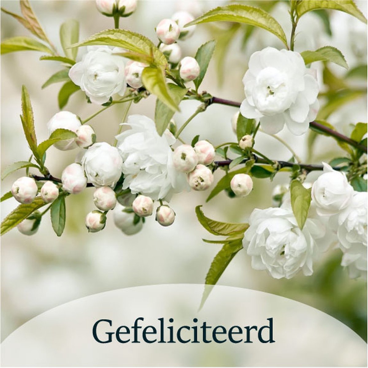 Luxe Bloemenkaartje - "Gefeliciteerd" - Cadeaukaartje - Bloemenlabel - Kaartje - 7x7 cm - 20 stuks - Met Boorgaatje